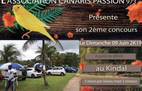 Concours Canaris Passion 973