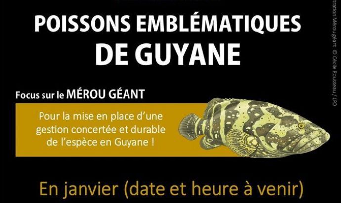 Soirée GEPOG sur les poissons emblématiques de Guyane